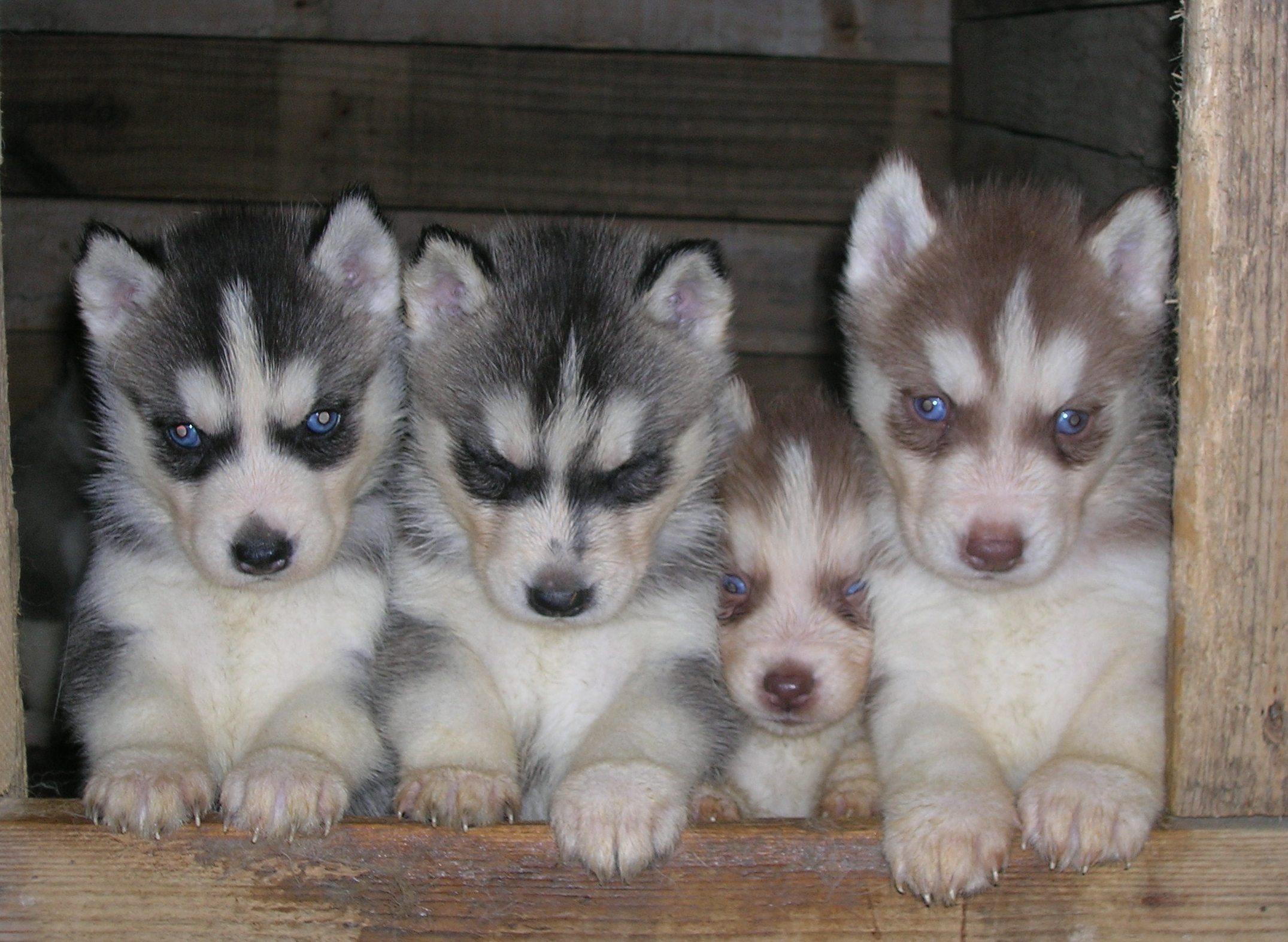 Allevamento Di Siberian Husky